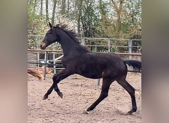 Oldenburg, Stallion, 1 year, 16.3 hh, Smoky-Black