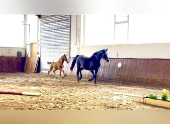 Oldenburg, Stallion, 1 year, 16,2 hh, Bay-Dark