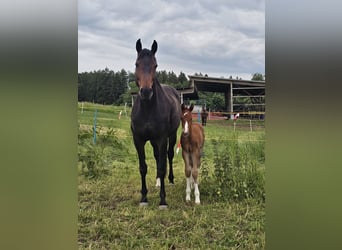 Oldenburg, Stallion, 1 year, 16,2 hh, Chestnut