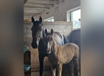 Oldenburg, Stallion, 1 year, 16,2 hh, Chestnut