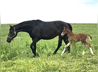 Oldenburg, Stallion, 1 year, 16,2 hh, Chestnut