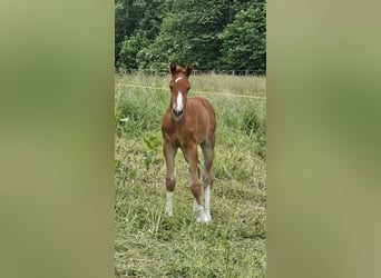 Oldenburg, Stallion, 1 year, 16,2 hh, Chestnut