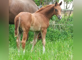 Oldenburg, Stallion, 1 year, 16,2 hh, Chestnut-Red