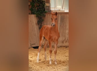 Oldenburg, Stallion, 1 year, 16,2 hh, Chestnut-Red