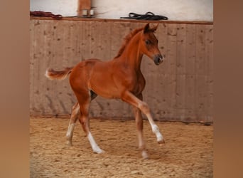 Oldenburg, Stallion, 1 year, 16,2 hh, Chestnut-Red