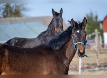 Oldenburg, Stallion, 1 year, 17 hh, Bay-Dark