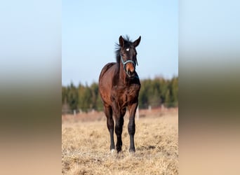 Oldenburg, Stallion, 1 year, 17 hh, Bay-Dark