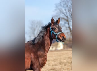 Oldenburg, Stallion, 1 year, 17 hh, Bay-Dark
