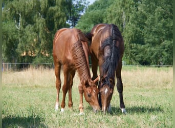 Oldenburg, Stallion, 1 year, 17 hh, Bay-Dark