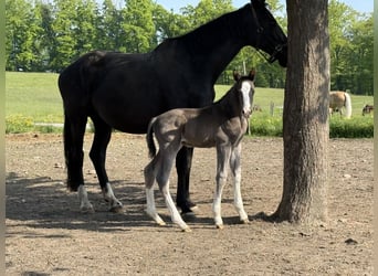 Oldenburg, Stallion, 1 year, 17 hh, Black