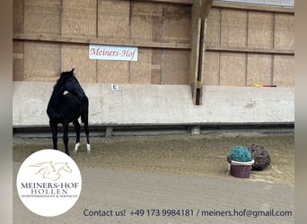 Oldenburg, Stallion, 1 year, 17 hh, Black