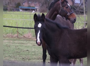 Oldenburg, Stallion, 1 year, 17 hh, Black