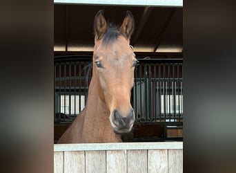 Oldenburg, Stallion, 1 year, 17 hh, Brown