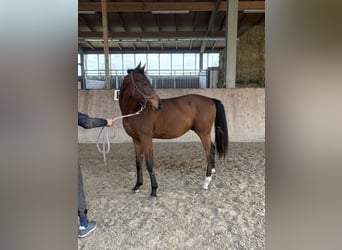 Oldenburg, Stallion, 1 year, 17 hh, Brown