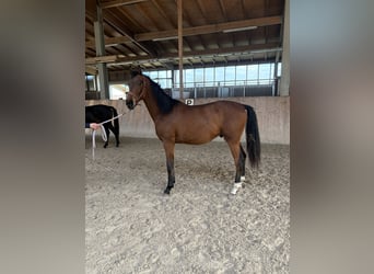 Oldenburg, Stallion, 1 year, 17 hh, Brown