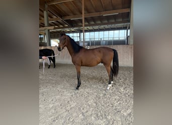 Oldenburg, Stallion, 1 year, 17 hh, Brown