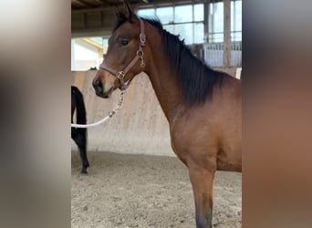 Oldenburg, Stallion, 1 year, 17 hh, Brown