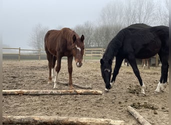 Oldenburg, Stallion, 1 year, 17 hh, Chestnut