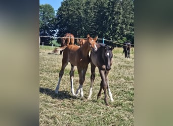 Oldenburg, Stallion, 1 year, 17 hh, Chestnut