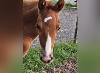 Oldenburg, Stallion, 1 year, 17 hh, Chestnut