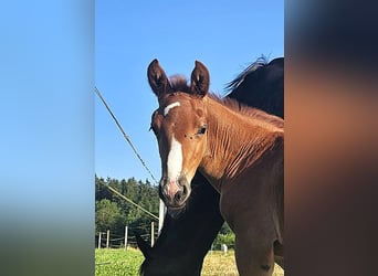 Oldenburg, Stallion, 1 year, 17 hh, Chestnut