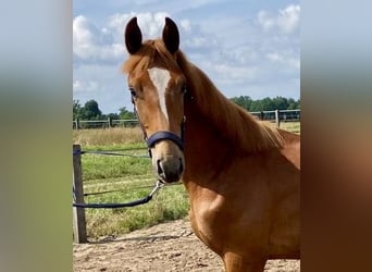 Oldenburg, Stallion, 1 year, 17 hh, Chestnut-Red