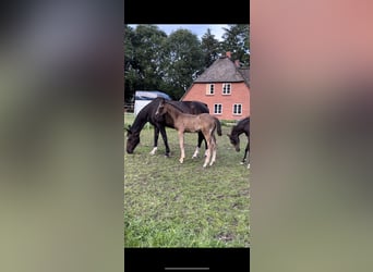 Oldenburg, Stallion, 1 year, 17 hh, Smoky-Black