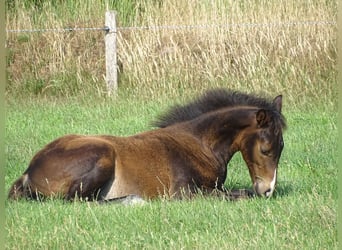 Oldenburg, Stallion, 1 year, Bay-Dark