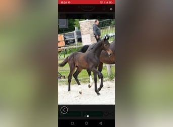 Oldenburg, Stallion, 1 year, Bay-Dark