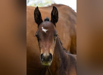 Oldenburg, Stallion, 1 year, Bay-Dark