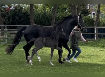 Oldenburg, Stallion, 1 year, Black