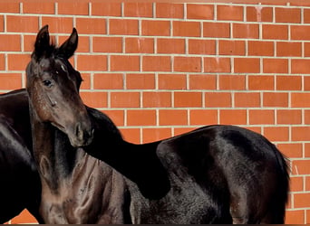Oldenburg, Stallion, 1 year, Black