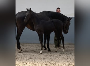 Oldenburg, Stallion, 1 year, Black