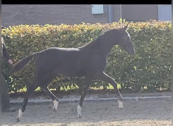 Oldenburg, Stallion, 1 year, Black