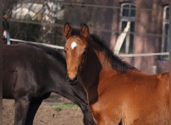 Oldenburg, Stallion, 1 year, Brown