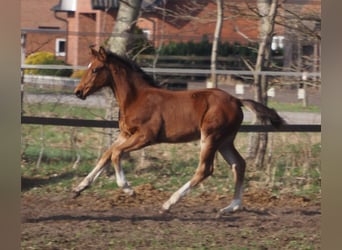 Oldenburg, Stallion, 1 year, Brown