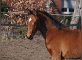 Oldenburg, Stallion, 1 year, Brown