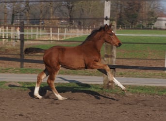 Oldenburg, Stallion, 1 year, Brown