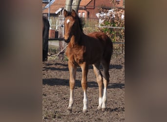 Oldenburg, Stallion, 1 year, Brown