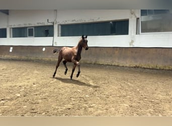 Oldenburg, Stallion, 1 year, Brown