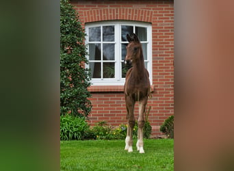 Oldenburg, Stallion, 1 year, Brown