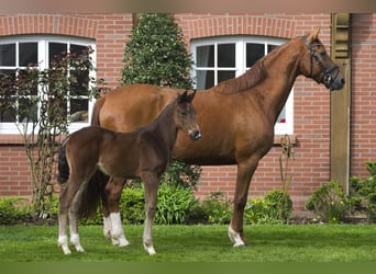 Oldenburg, Stallion, 1 year, Brown