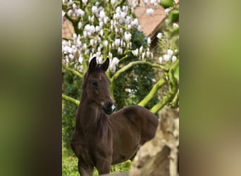 Oldenburg, Stallion, 1 year, Brown