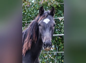 Oldenburg, Stallion, 1 year, Brown