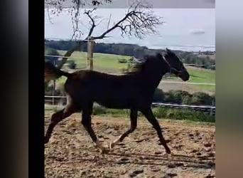 Oldenburg, Stallion, 1 year, Brown