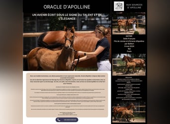 Oldenburg, Stallion, 1 year, Brown