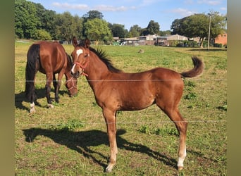 Oldenburg, Stallion, 1 year, Brown
