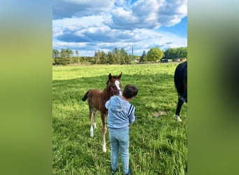 Oldenburg, Stallion, 1 year, Brown