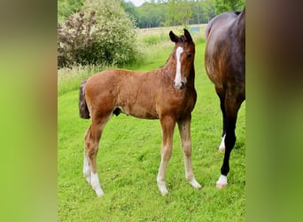 Oldenburg, Stallion, 1 year, Brown