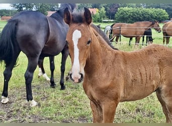 Oldenburg, Stallion, 1 year, Brown